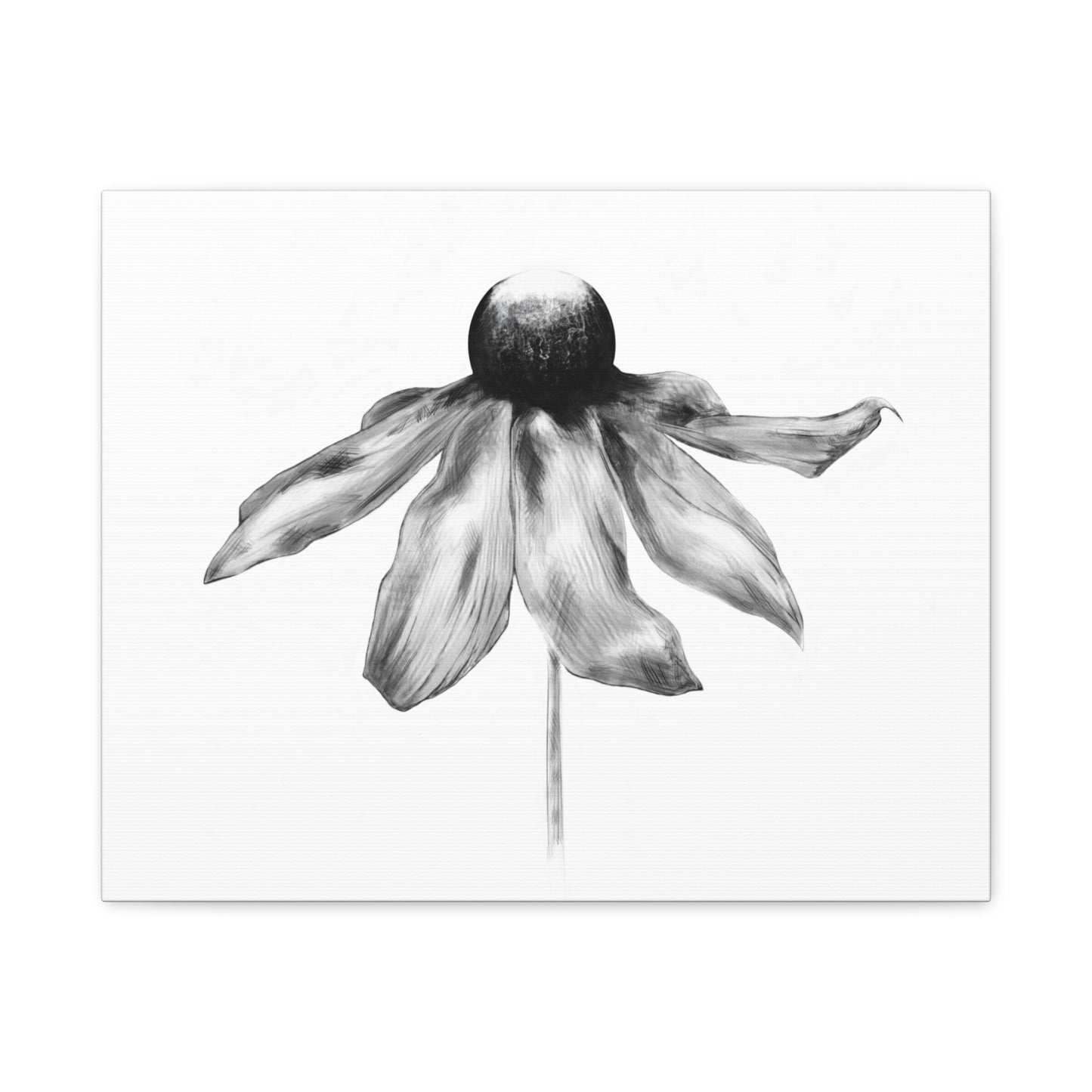 Black and White Coneflower Canvas Print — Minimal Botanical Wall Art, Matte Stretched 1.25"