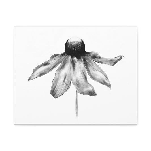 Black and White Coneflower Canvas Print — Minimal Botanical Wall Art, Matte Stretched 1.25"