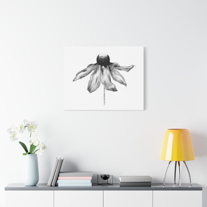 Black and White Coneflower Canvas Print — Minimal Botanical Wall Art, Matte Stretched 1.25"