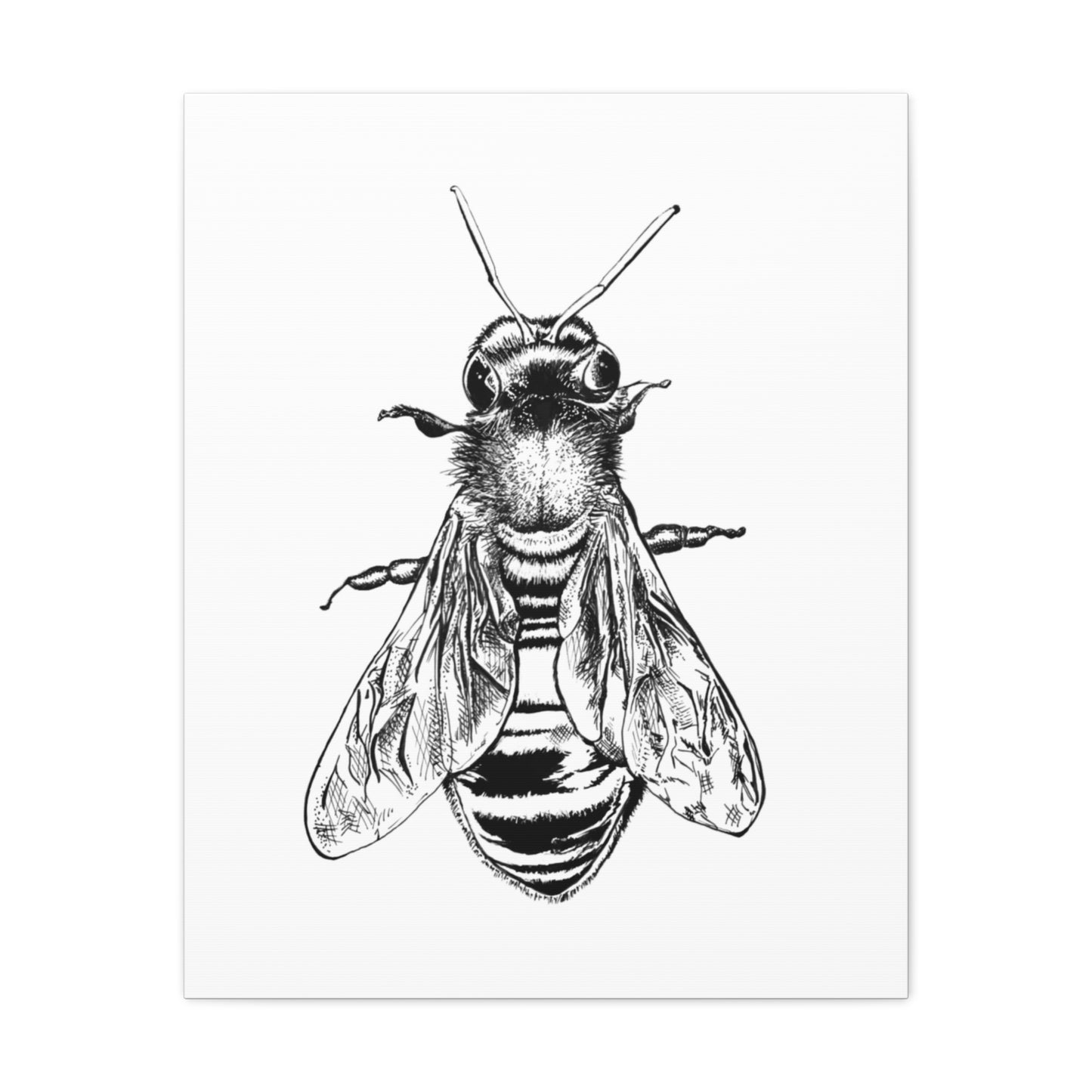 Bee Illustration Matte Canvas Print — Black & White Stretched Wall Art