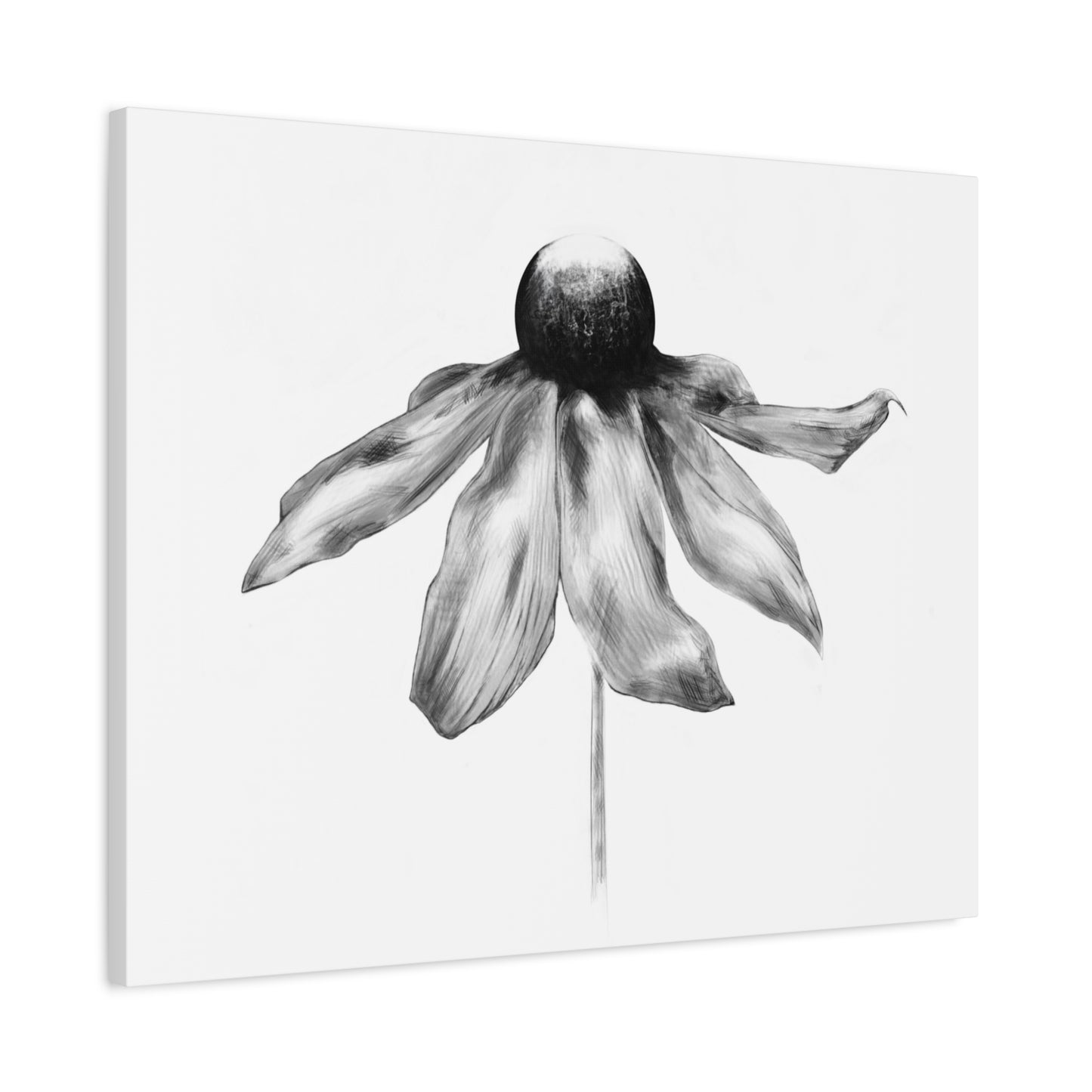 Black and White Coneflower Canvas Print — Minimal Botanical Wall Art, Matte Stretched 1.25"