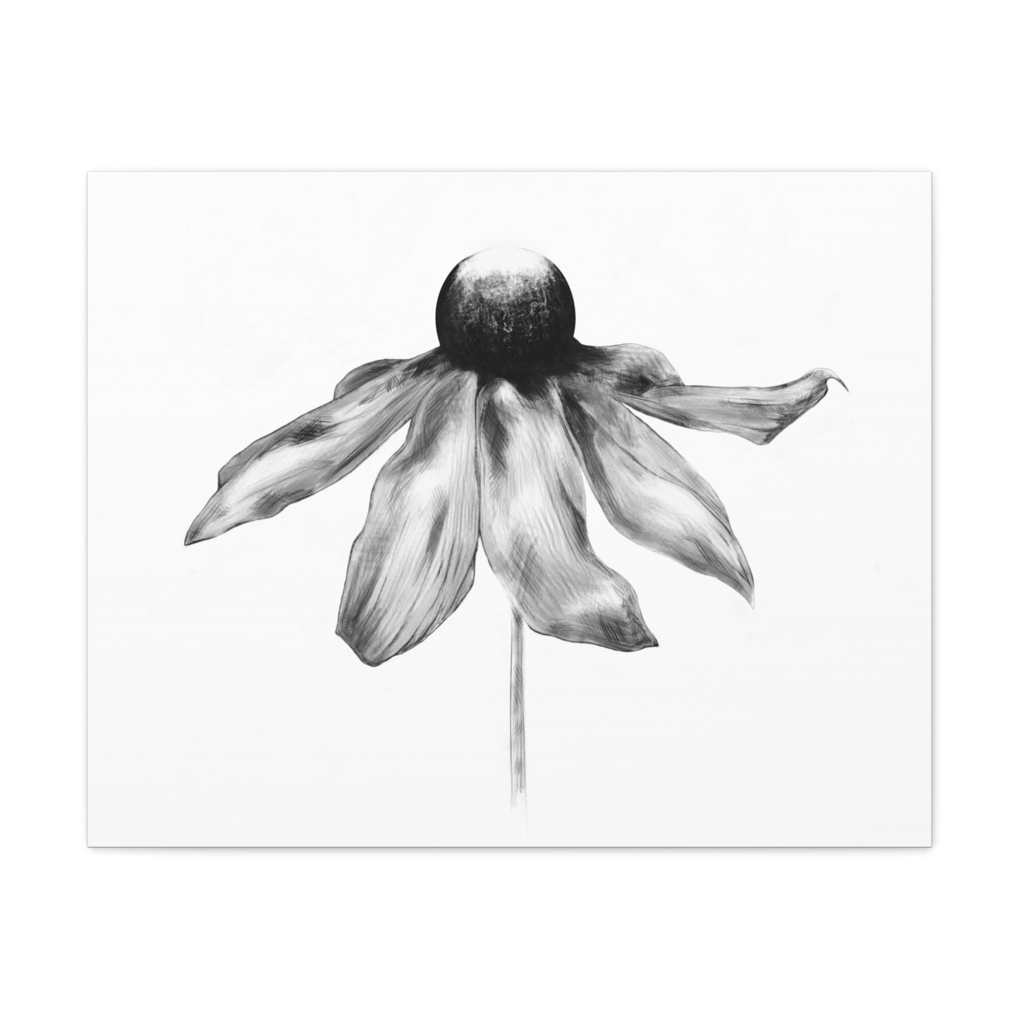 Black and White Coneflower Canvas Print — Minimal Botanical Wall Art, Matte Stretched 1.25"