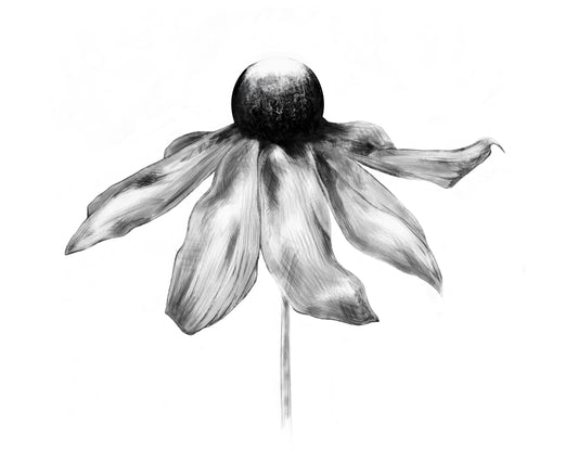 Black Eyed Susan Art Print