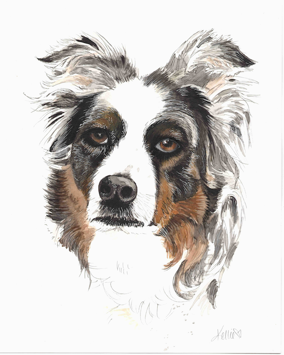 Australian Shepherd Art Print