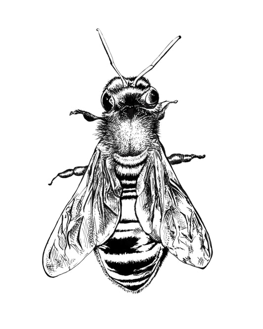 Honey Bee Art Print