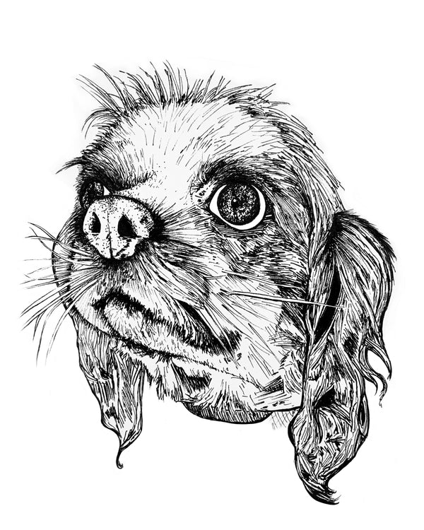 Cavalier King Charles Spaniel Wall Art Print