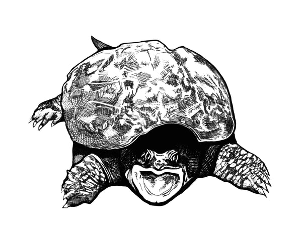 Snapping Turtle Art Print