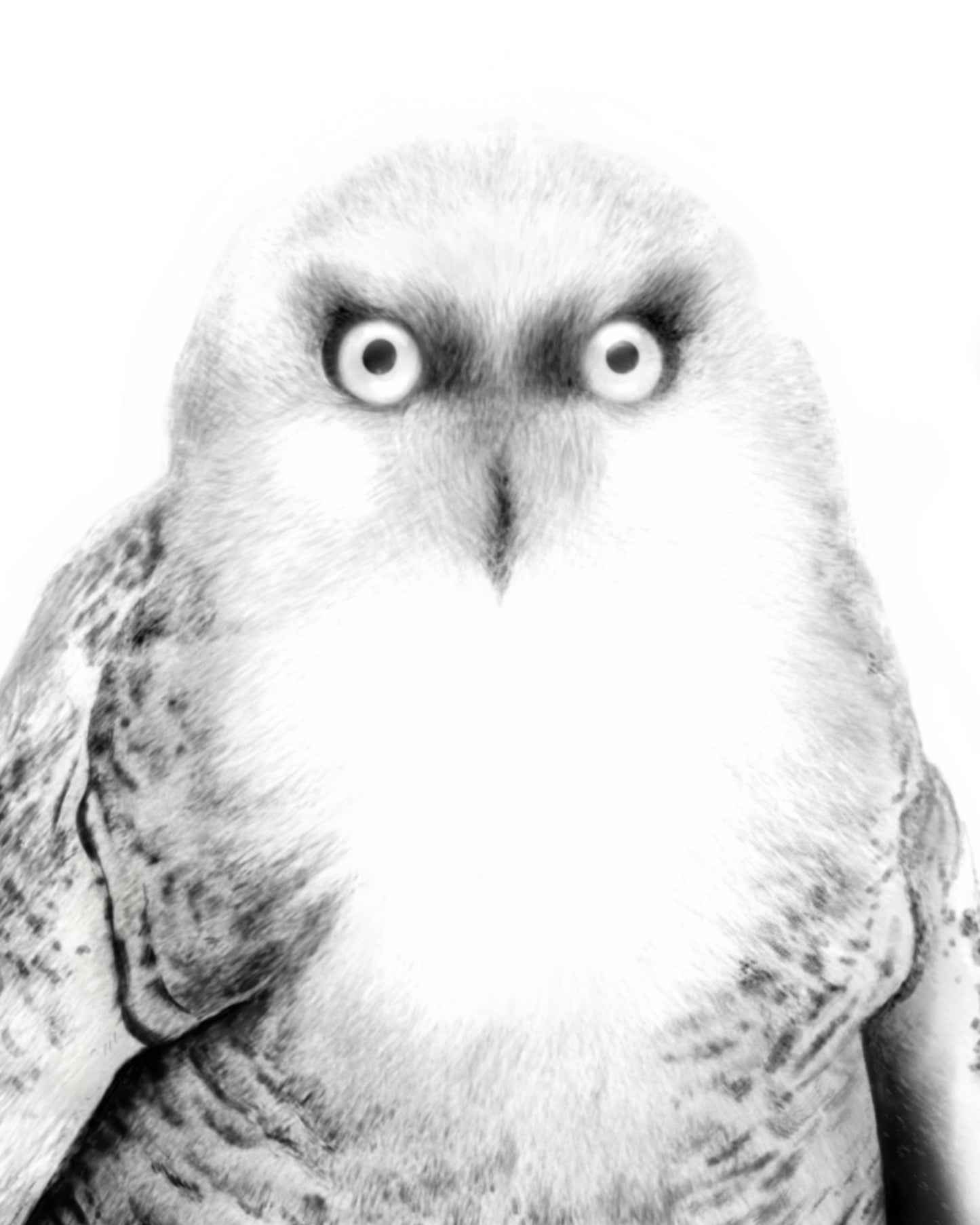 Snow Owl Art Print