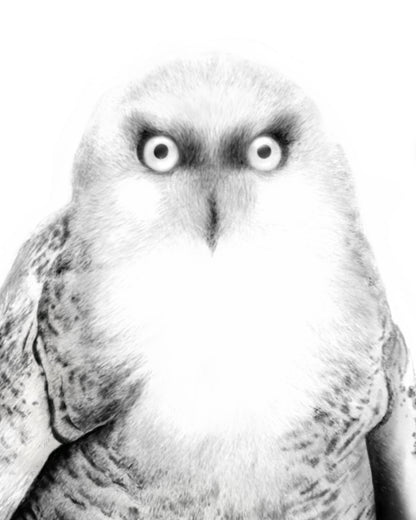 Snow Owl Art Print