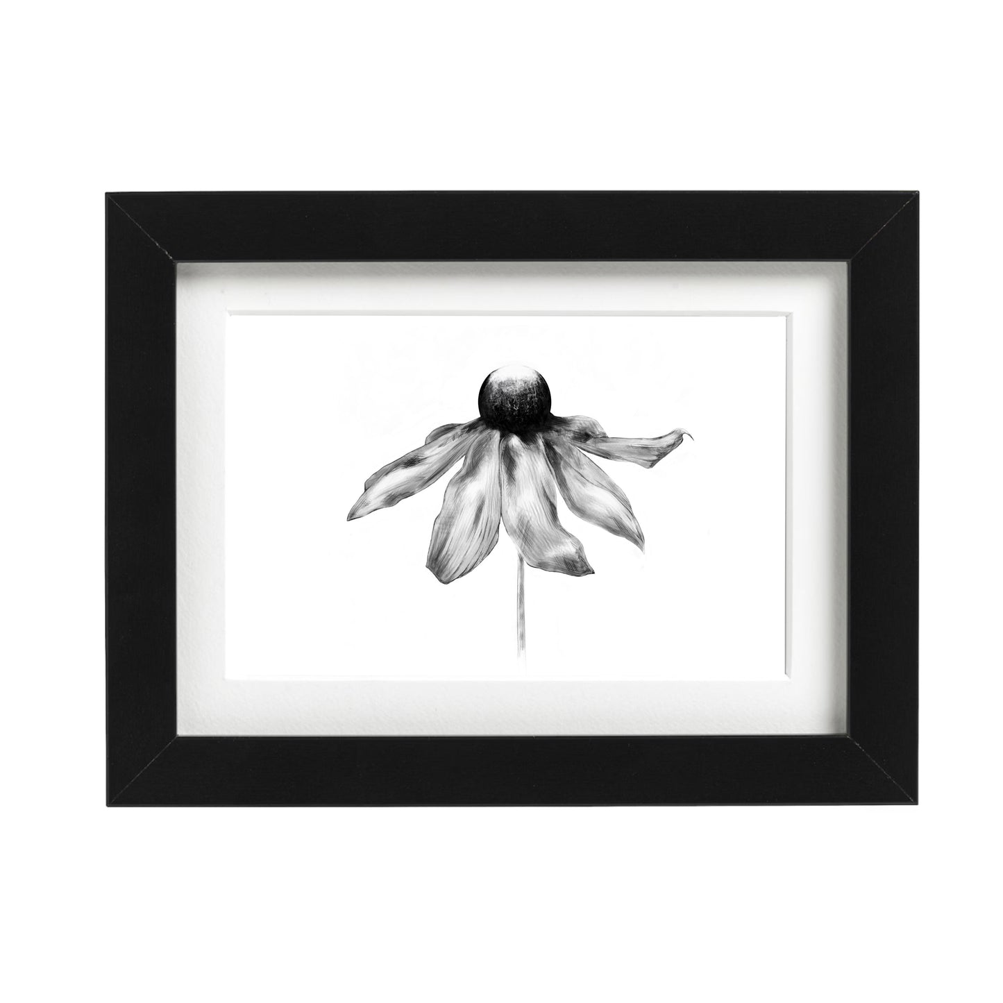 Black Eyed Susan Art Print