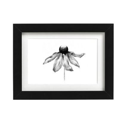 Black Eyed Susan Art Print