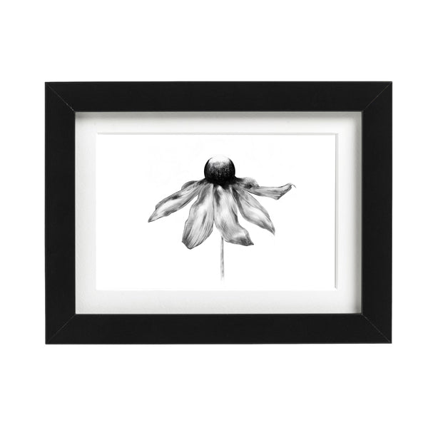 Black Eyed Susan Art Print