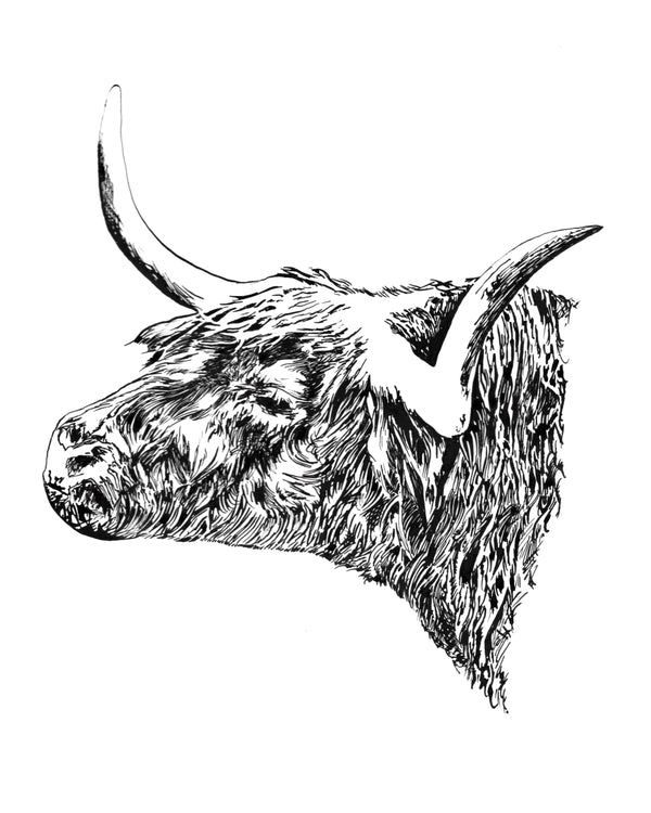 Highland Bull Art Print