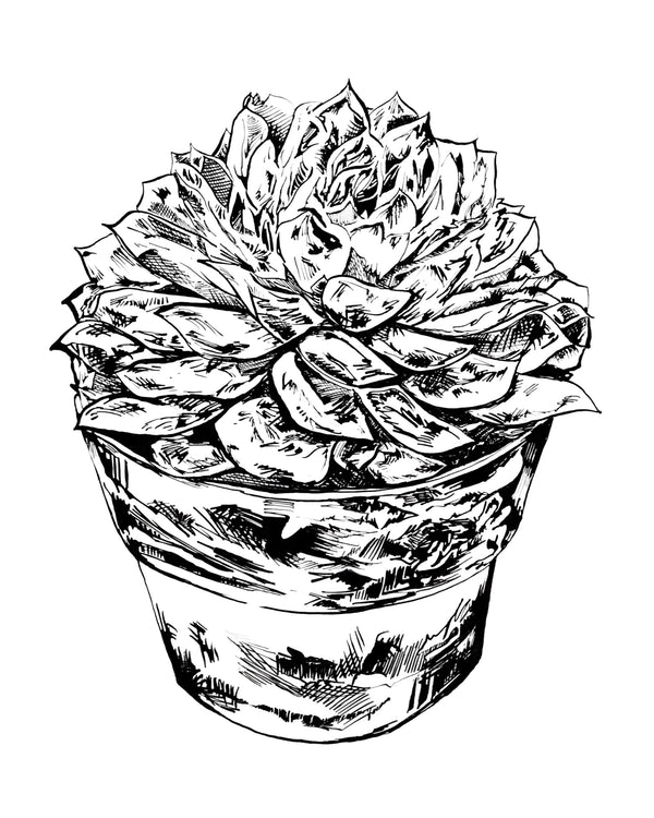 Potted Succulent Wall Art Print